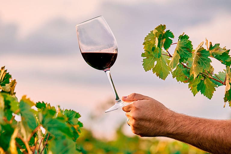 Copa de vino en viñedos