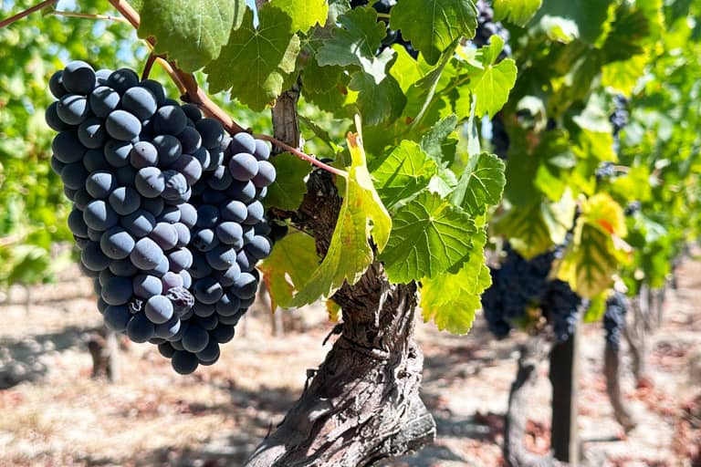 descubre lo que puede ofrecerte el vino ecológico y cómo está revolucionando el sector, con sus distintas variedades